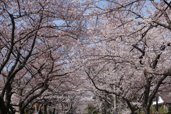伊豆高原の桜並木　見事な桜のトンネル